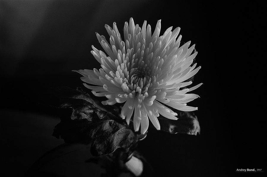 Chrysanthemum. Model: Chrysanthemum, Moscow. Photographer: Andrey Bond.